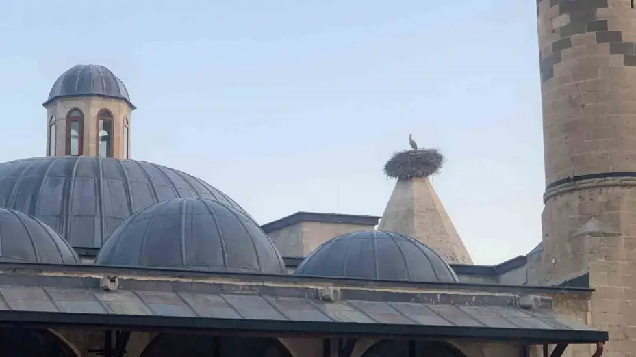 Leylekler mesken tuttukları tarihi kümbette yavrularını büyütüyor