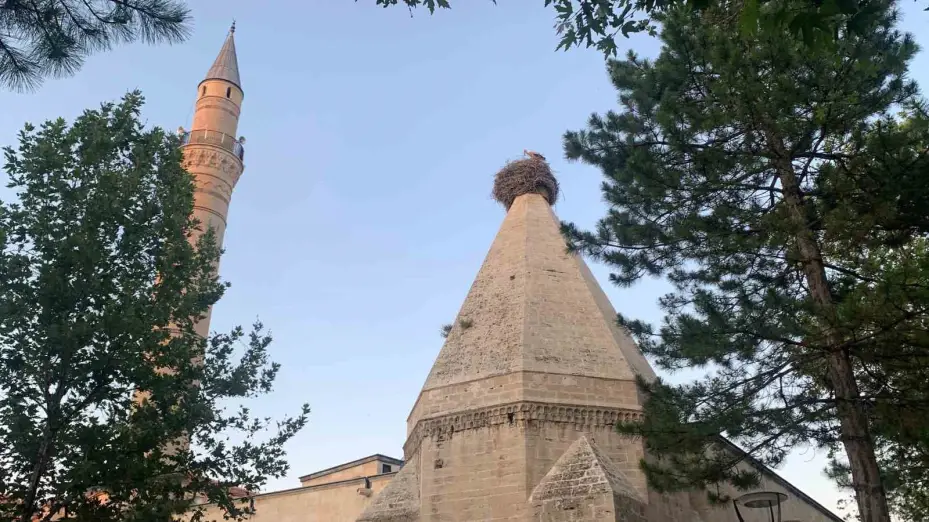 Leylekler mesken tuttukları tarihi kümbette yavrularını büyütüyor