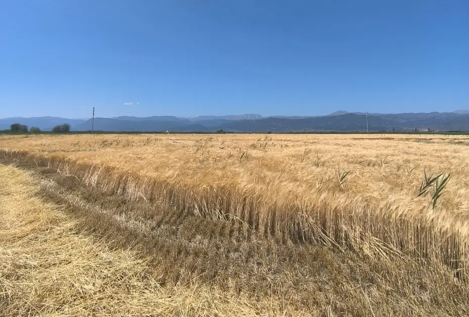 Seydişehir’de arpa hasadı başladı