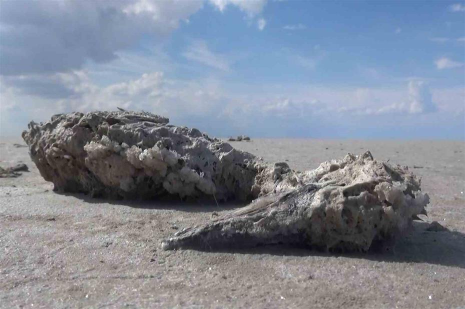 Tuz Gölü’nde yüzlerce flamingo ölü olarak bulundu