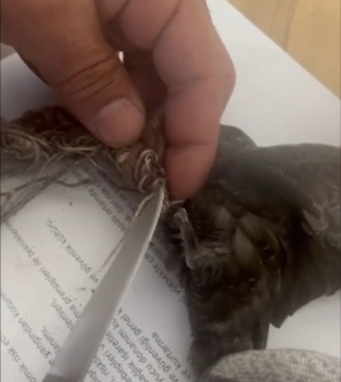 Ağlara takılan kuşu itfaiye kurtardı