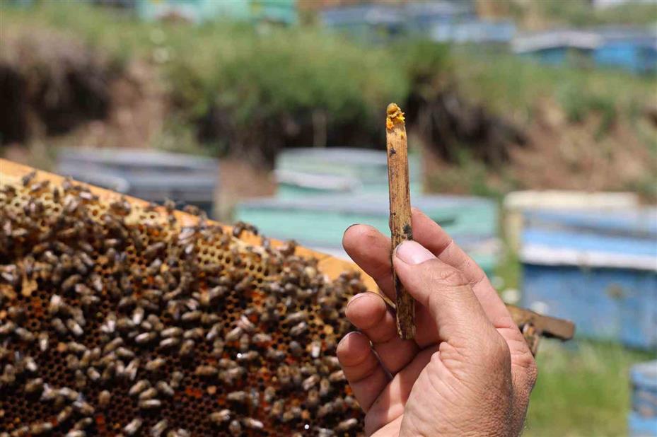 Geçmişte çöpe gidiyordu, şimdi kilosu 3 bin TL’den satılıyor