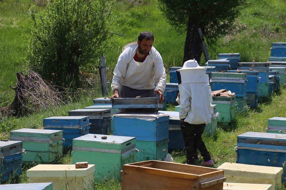 Geçmişte çöpe gidiyordu, şimdi kilosu 3 bin TL’den satılıyor