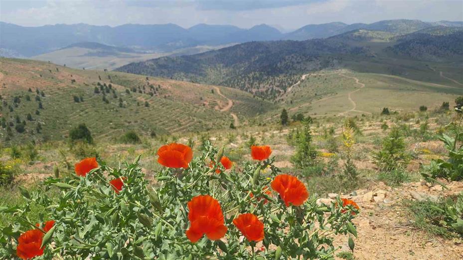 Bozkır’ın yüksek rakımlı yaylalarındaki bitki florası araştırıldı