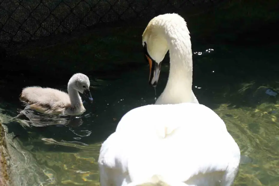 Başkent’in simgesi Kuğulu Park’tan sevindirici haber: 15 yıl sonra ilk kez beyaz kuğu doğdu