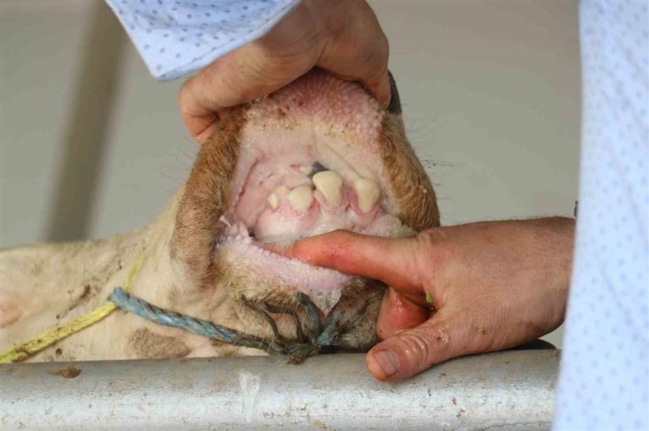 Köyde hastalık görüldü, 17 köy karantina altına alındı