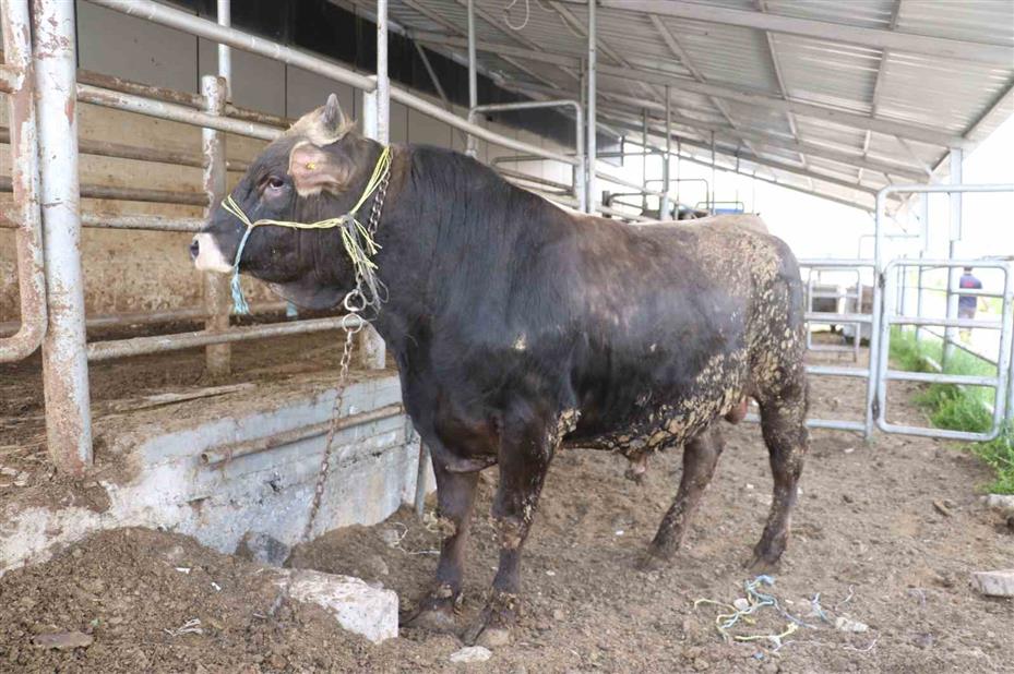 Köyde hastalık görüldü, 17 köy karantina altına alındı