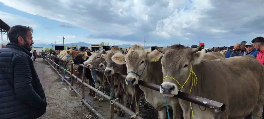 Şap hastalığı arttı, Sivas’ta hayvan pazarları kapatıldı