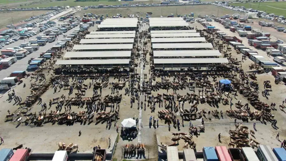 Şap hastalığı arttı, Sivas’ta hayvan pazarları kapatıldı