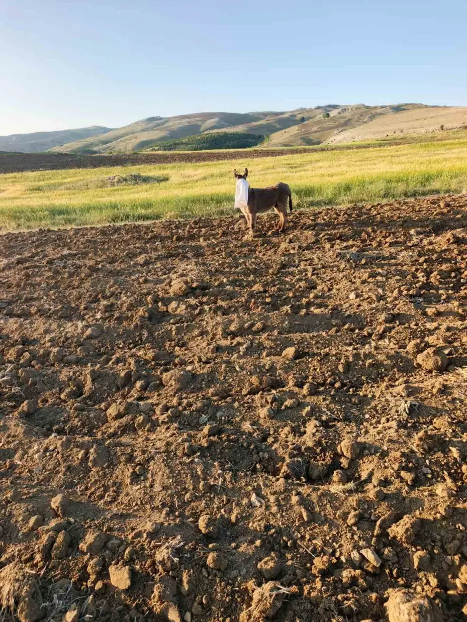 Elmadağ’da bir çoban kafasında çuval bulunan eşeği kurtardı