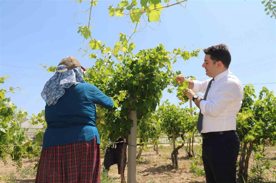 Sarıcakaya Kaymakamı kolları sıvayıp hasat için tarlaya girdi