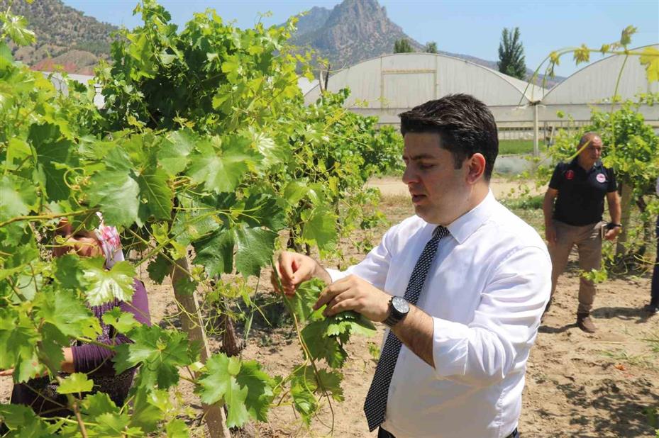 Sarıcakaya Kaymakamı kolları sıvayıp hasat için tarlaya girdi