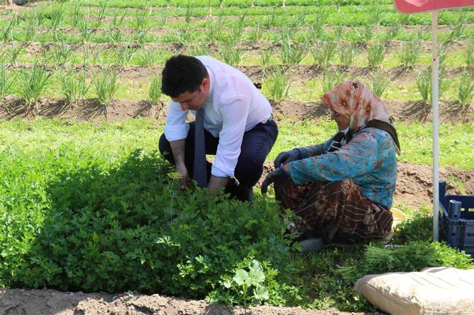 Sarıcakaya Kaymakamı kolları sıvayıp hasat için tarlaya girdi
