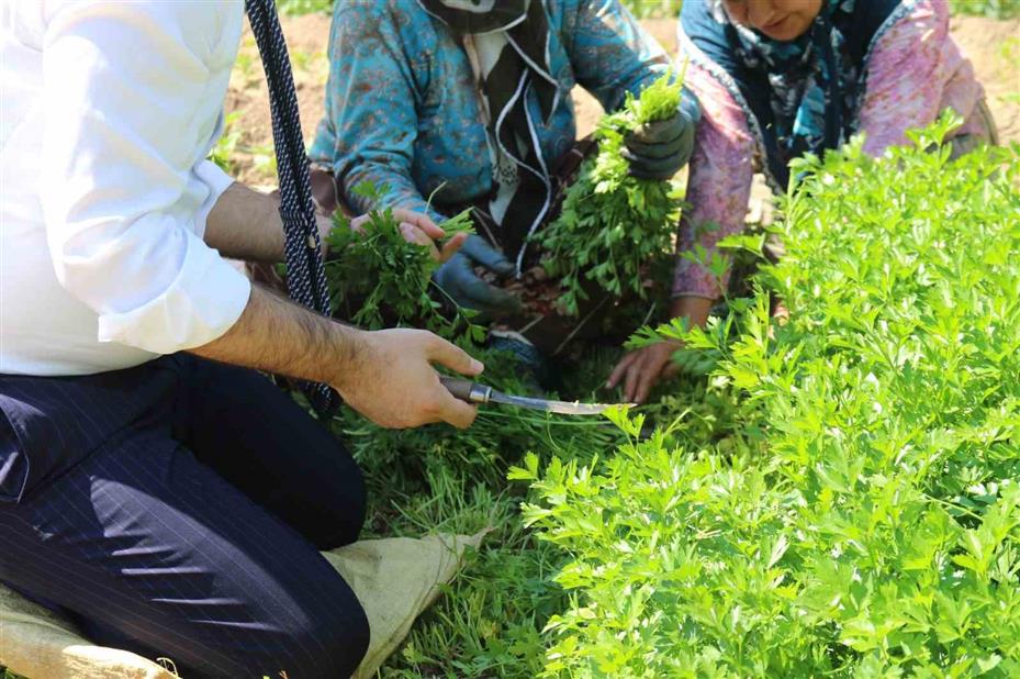 Sarıcakaya Kaymakamı kolları sıvayıp hasat için tarlaya girdi