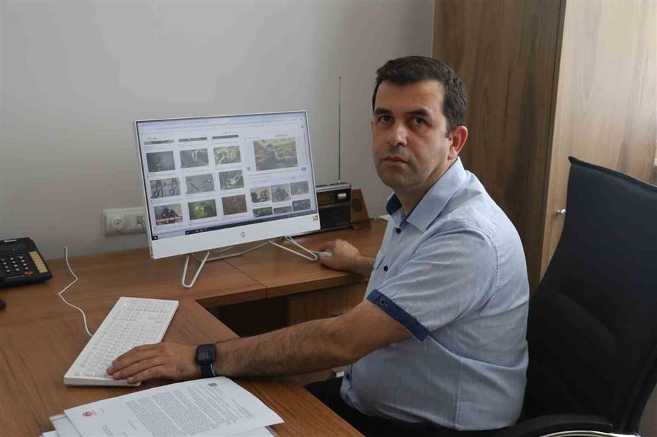 Mamaya alıştırılan kediler tembelleşti, şehirlerdeki fare ve yılan sayısı arttı