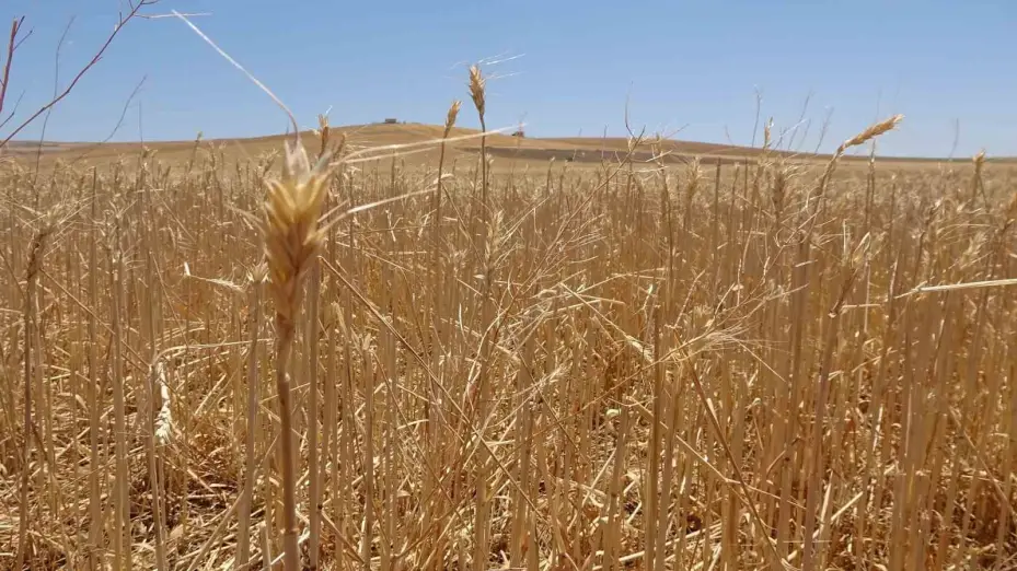TZOB Başkanı, dolu sonrası zarar gören tarlaları inceledi