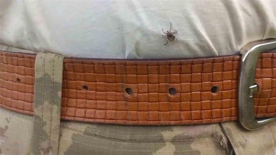 Uzmanı uyardı: "Kenenin vücutta kalma süresi hastalığın bulaşma riskini yükseltiyor"