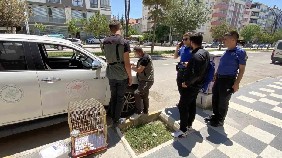 Kırmızı listedeki Afrika Papağanı Aksaray’da yakalandı
