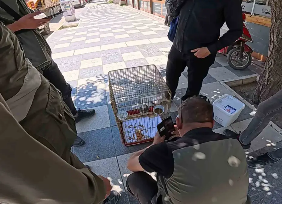 Kırmızı listedeki Afrika Papağanı Aksaray’da yakalandı