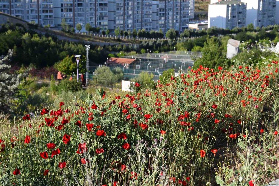 Binlerce gelincik doğayı adeta kırmızıya boyadı