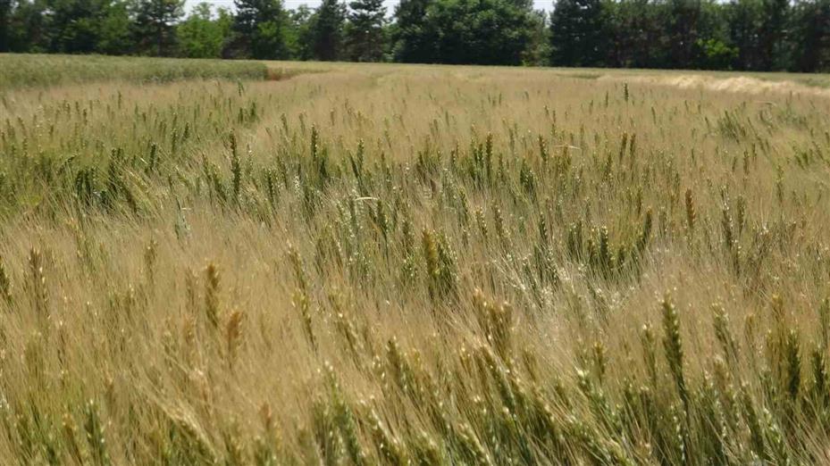 Türkiye’de hububatta toprağa düşen her dört tohumdan birini TİGEM üretiyor