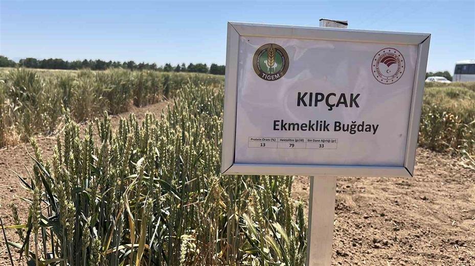 Türkiye’de hububatta toprağa düşen her dört tohumdan birini TİGEM üretiyor