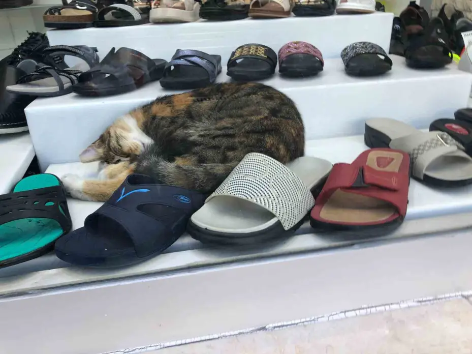 Sıcaktan bunalan kedinin çözümü görenlerin içini ısıttı