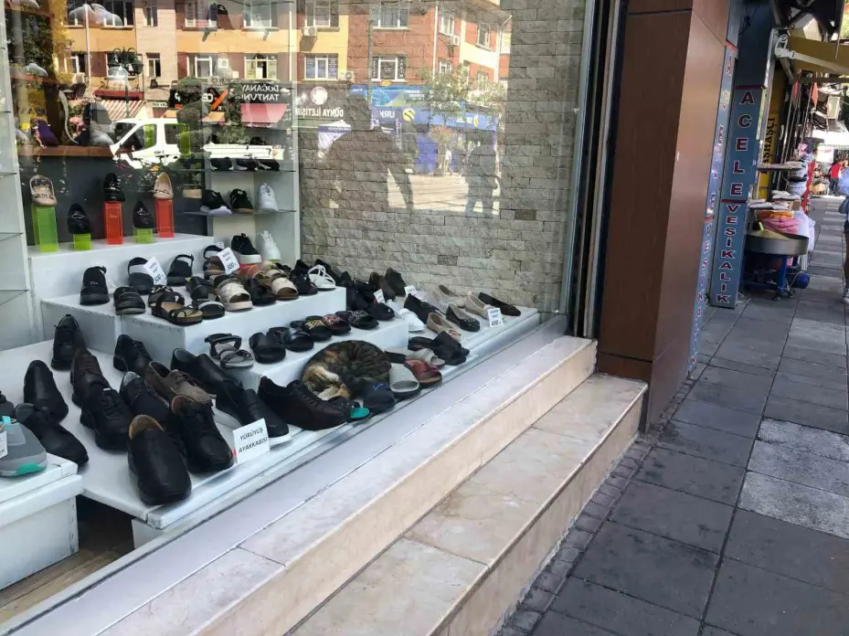 Sıcaktan bunalan kedinin çözümü görenlerin içini ısıttı