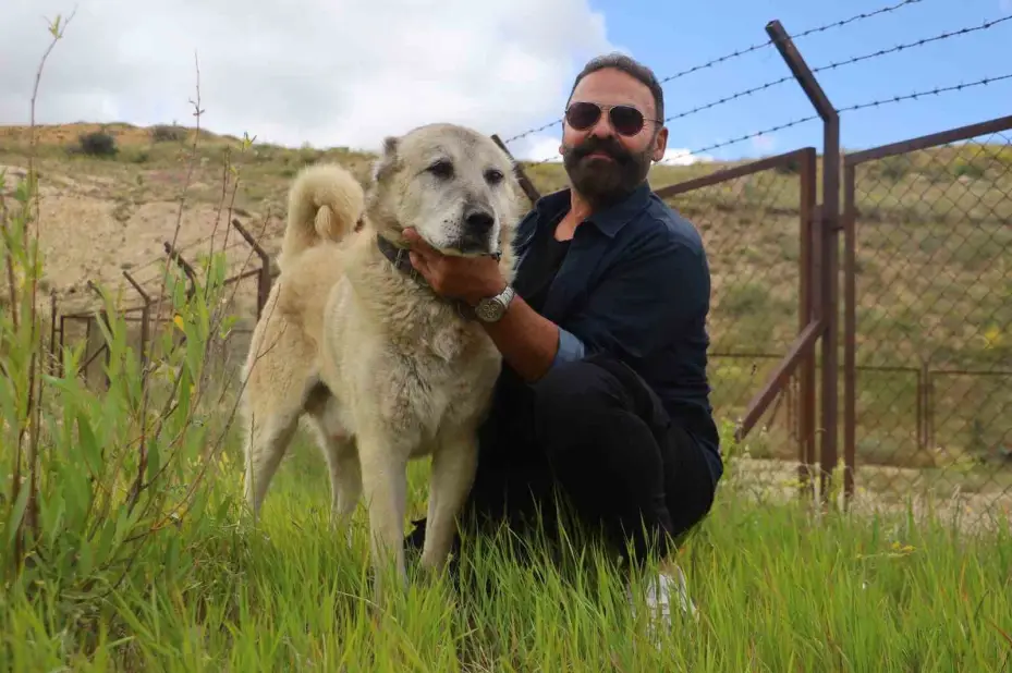 Kangal’ın koyun ve kuzu ile olan yakınlığı dikkat çekti