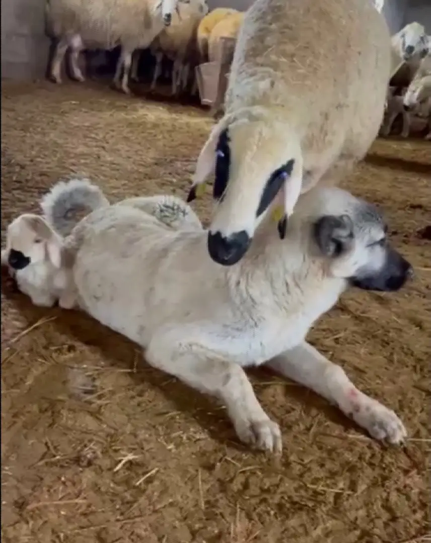 Kangal’ın koyun ve kuzu ile olan yakınlığı dikkat çekti