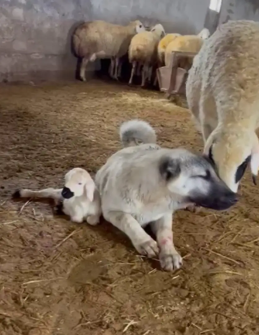 Kangal’ın koyun ve kuzu ile olan yakınlığı dikkat çekti