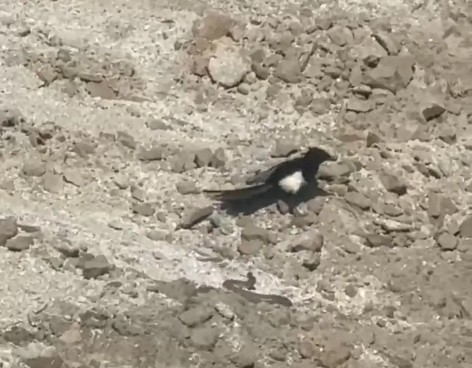 Yılanın karga ve kartalla mücadelesi kameralara yansıdı