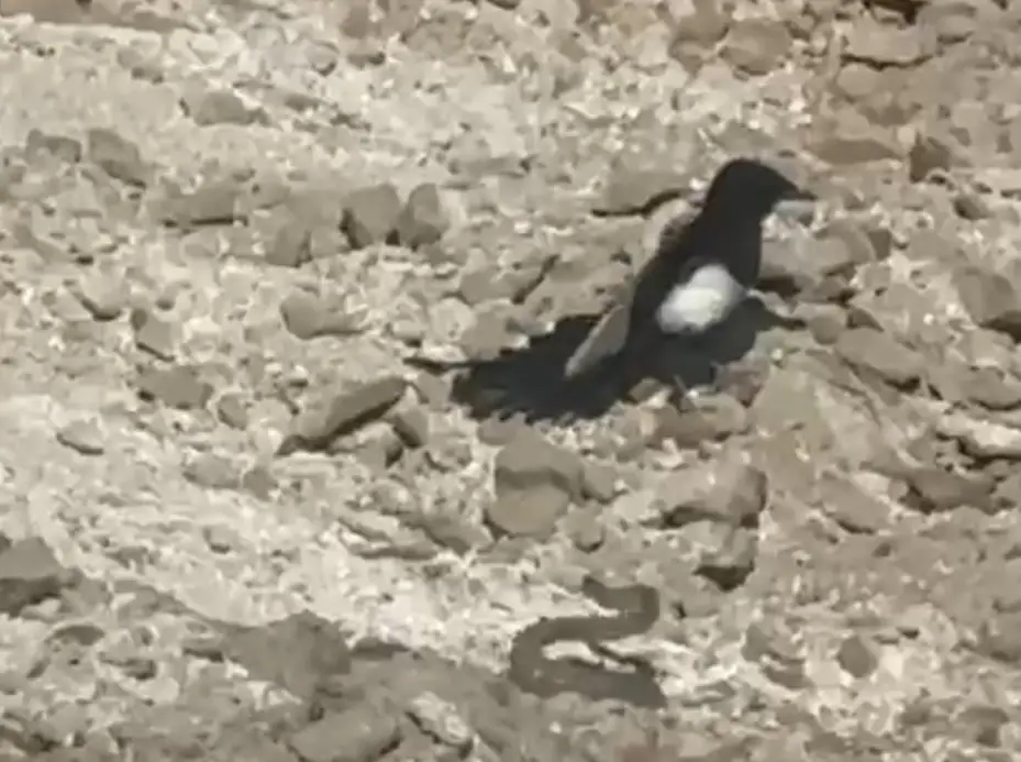 Yılanın karga ve kartalla mücadelesi kameralara yansıdı
