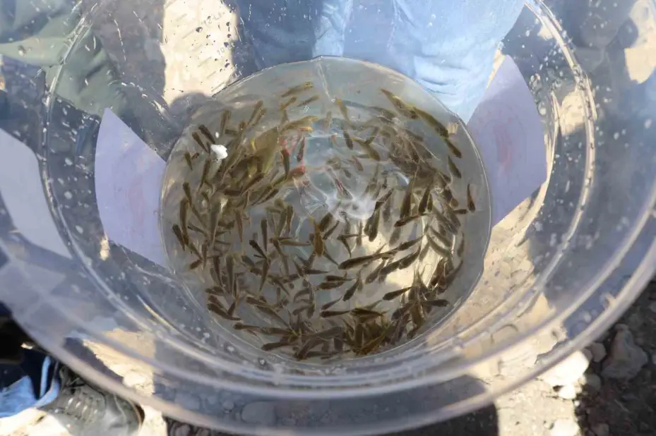Kayseri’de baraj gölüne 600 bin yavru sazan bırakıldı