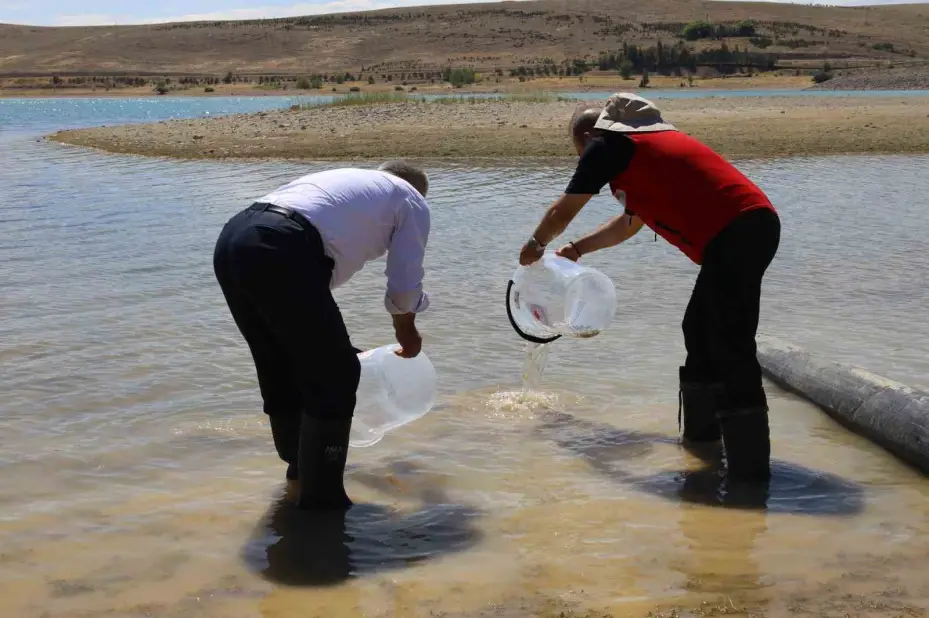 Kayseri’de baraj gölüne 600 bin yavru sazan bırakıldı