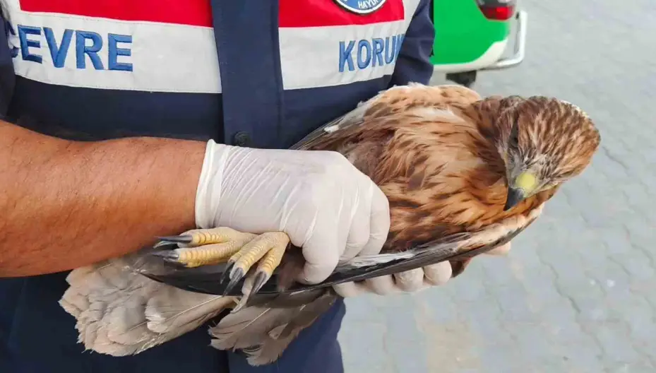 Boğazlıyan’da bulunan yaralı şahin, koruma altına alındı