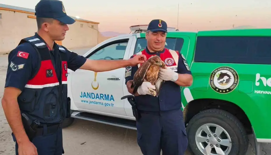 Boğazlıyan’da bulunan yaralı şahin, koruma altına alındı
