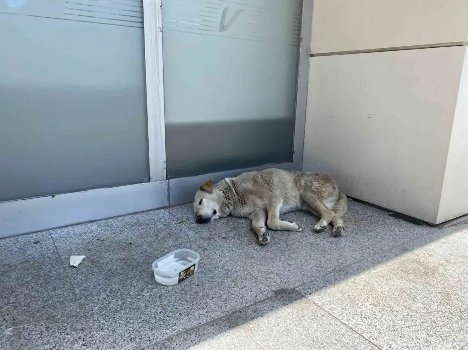 Eskişehir’deki sıcaklar köpekleri de etkiledi