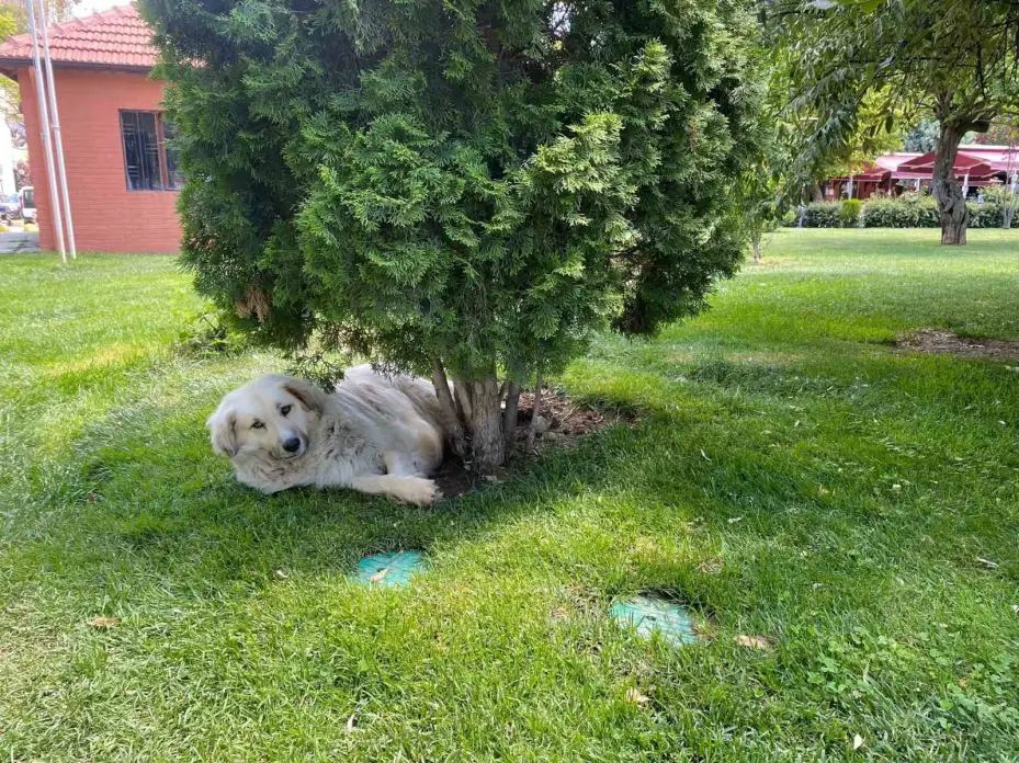 Eskişehir’deki sıcaklar köpekleri de etkiledi