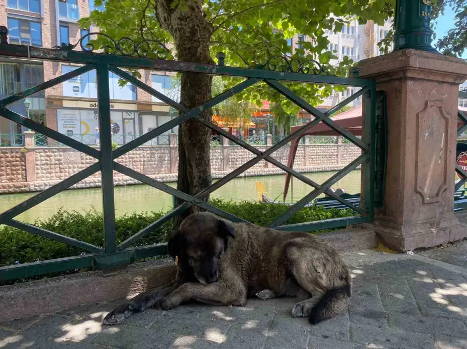 Eskişehir’deki sıcaklar köpekleri de etkiledi