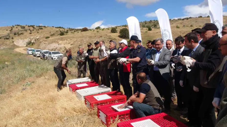 Kene savar keklikler doğaya salındı