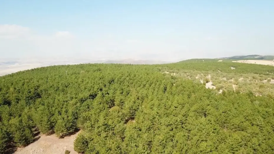 Kırıkkale Valisi Makas’tan orman yangını uyarısı