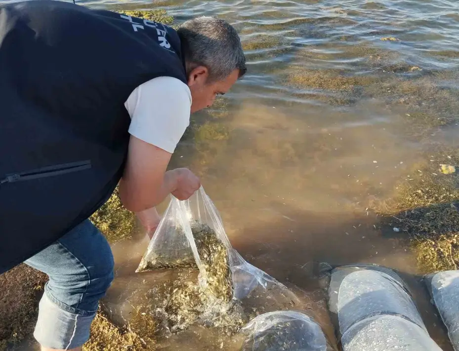 Beyşehir’in göletlerine yavru sazan takviyesi