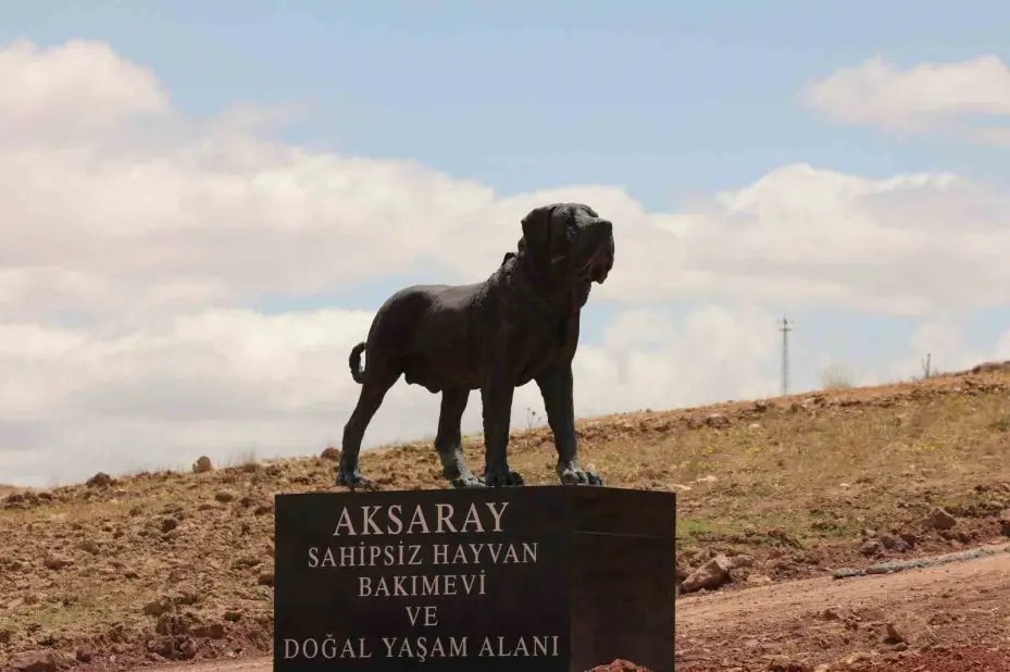 Aksaray’da sahipsiz hayvanlar yeni yuvalarına kavuştu