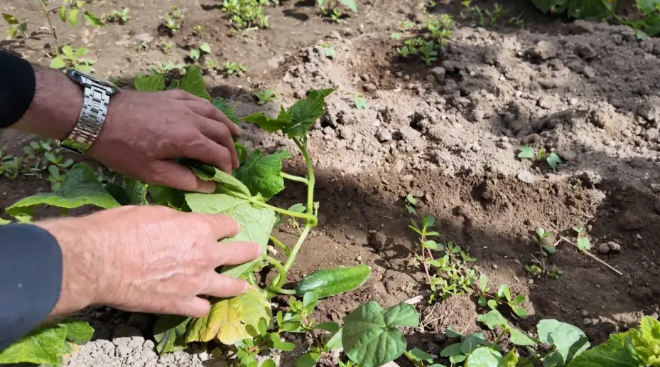 Huzurevi’ndeki yaşlı çınarlar; hobi bahçesi ile toprakları yeşertiyor