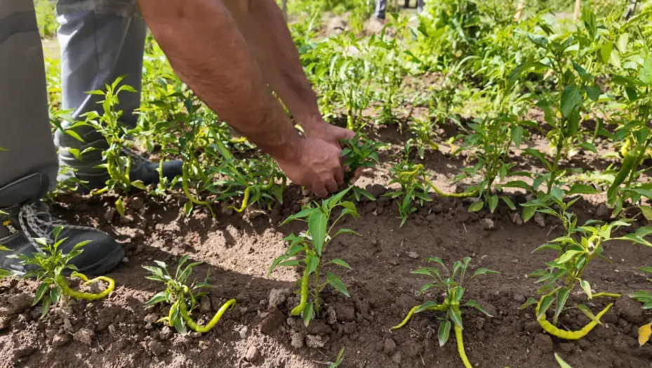 Huzurevi’ndeki yaşlı çınarlar; hobi bahçesi ile toprakları yeşertiyor
