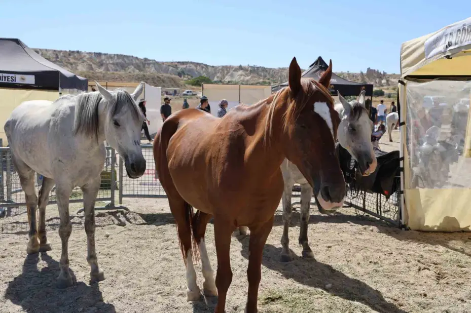 Kapadokya’da güzel atlar podyuma çıktı