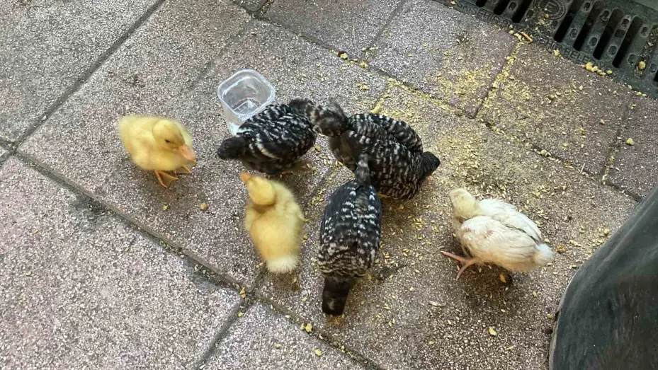 Çadırda civcivlerle zorlu yaşam