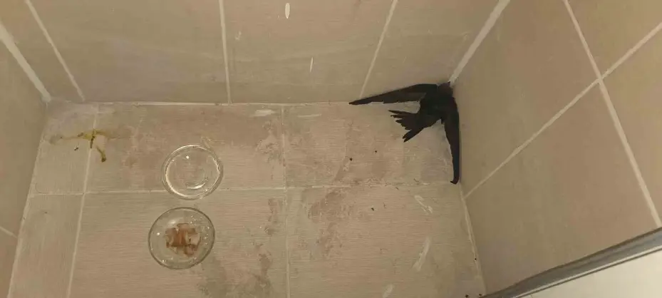Kırşehir’de yaralı ebabil kuşu tedavi altına alındı