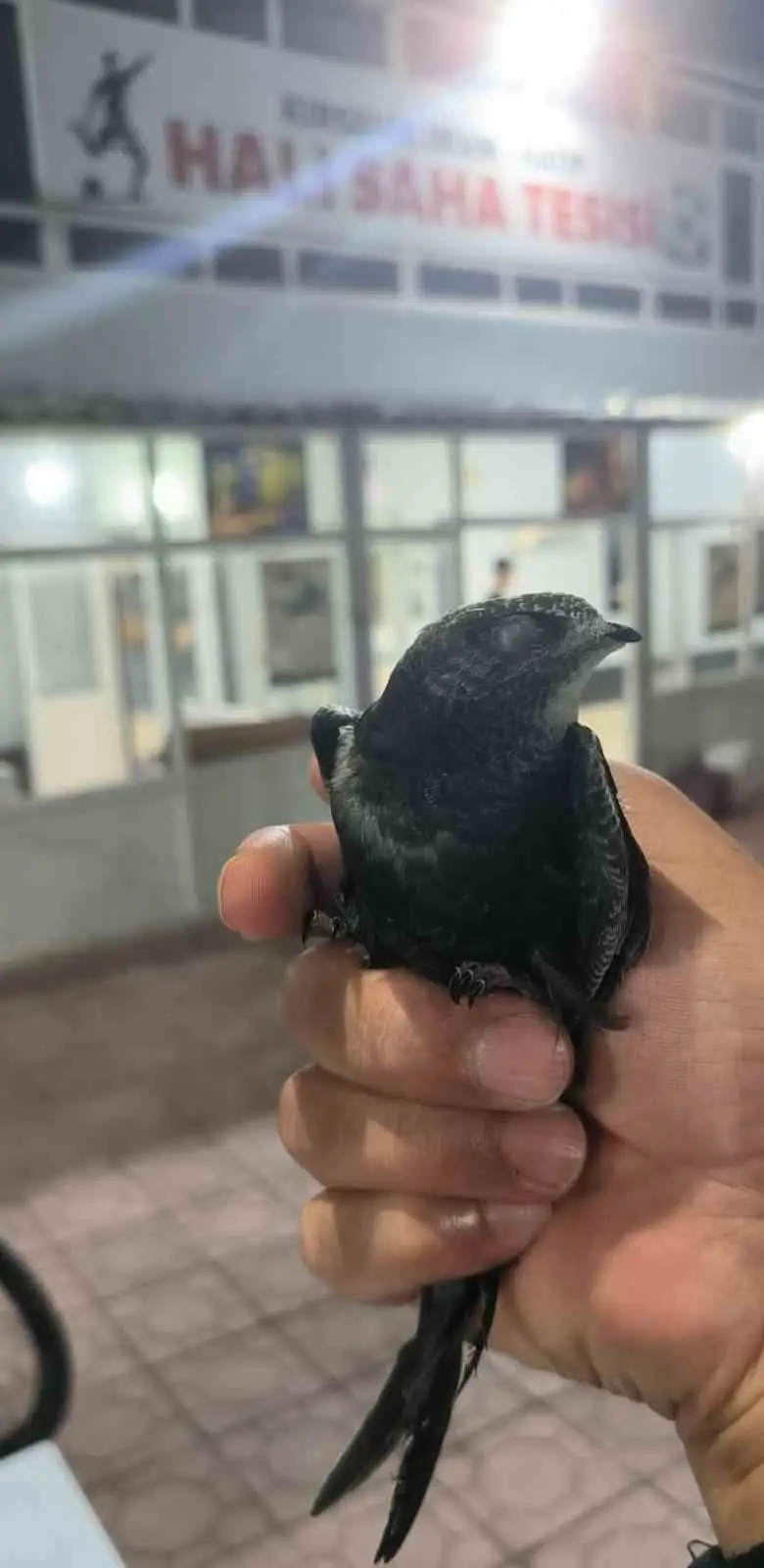 Kırşehir’de yaralı ebabil kuşu tedavi altına alındı